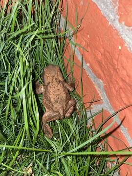 Bufo verrucosissimus (Pallas 1814) resmi