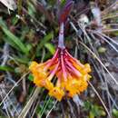 Image de Epidendrum hemiscleria Rchb. fil.