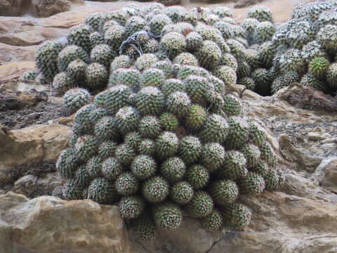 Image of Mammillaria karwinskiana Mart.