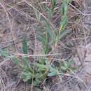 Plancia ëd Osteospermum imbricatum L.