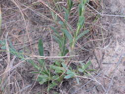 Image de Osteospermum imbricatum L.