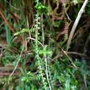 Sivun Selaginella remotifolia Spring kuva