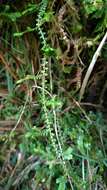 Image of Selaginella remotifolia Spring