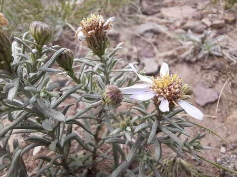 Image of Asterothamnus heteropappoides Novopokr.