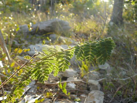 Image of Chamaecrista lineata var. keyensis (Pennell) H. S. Irwin & Barneby