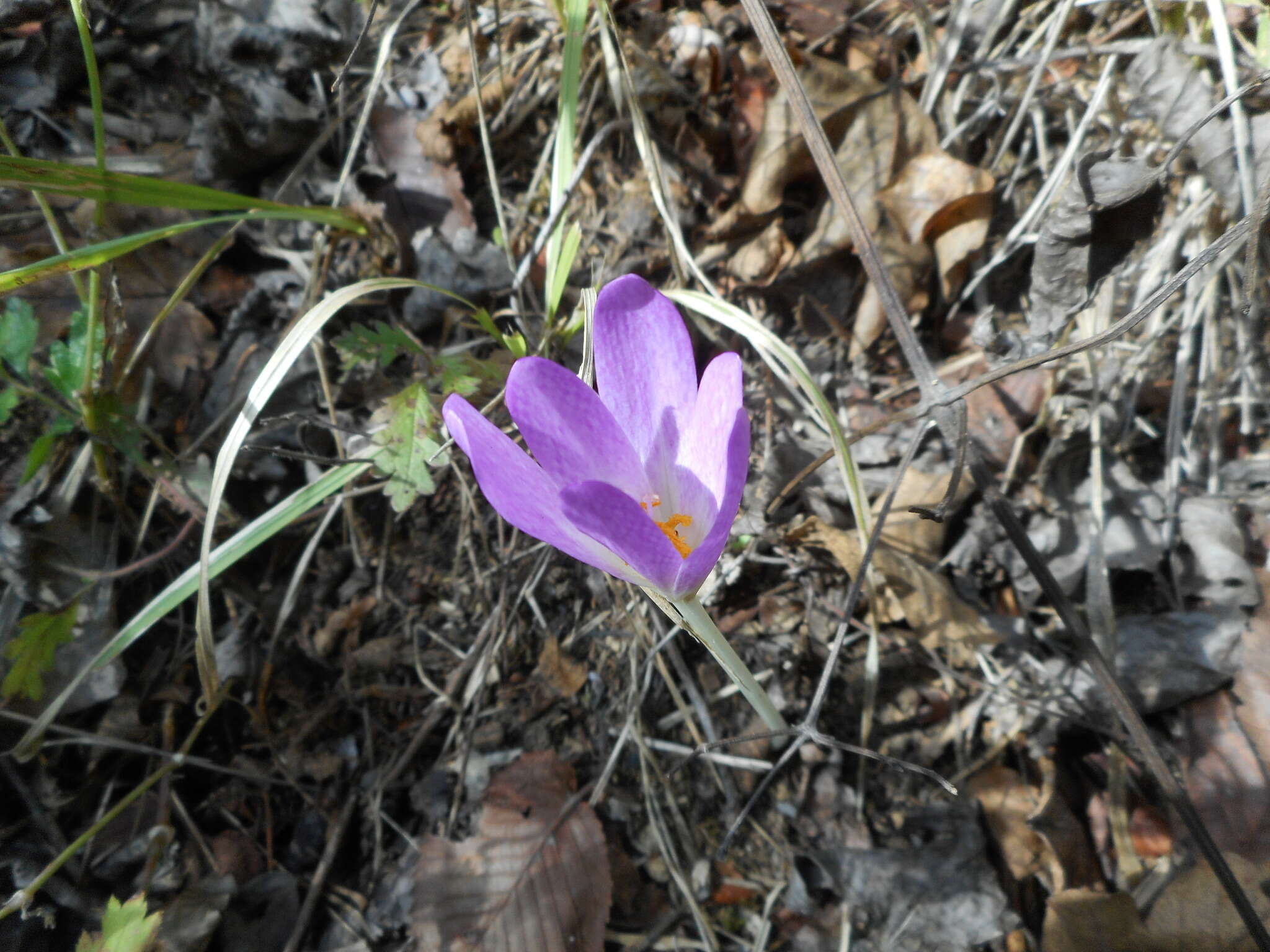 Image of Colchicum lusitanum Brot.