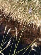 Imagem de Sesleria caerulea (L.) Ard.