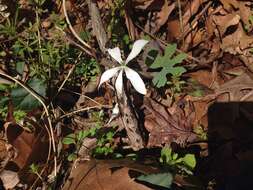 Image of bloodroot