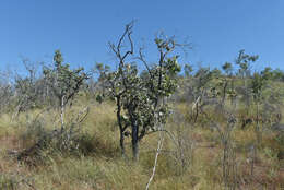 Image of Eucalyptus shirleyi Maiden
