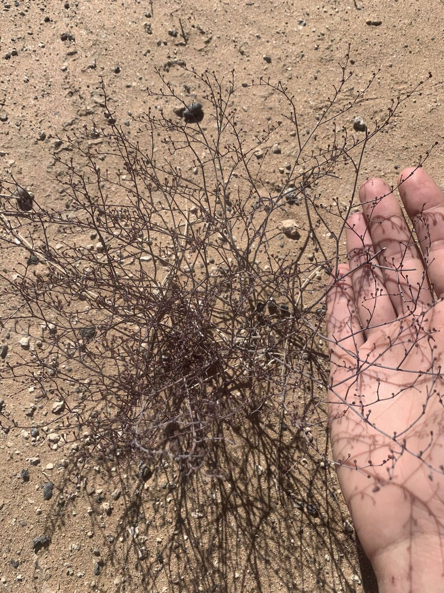 Imagem de Eriogonum rotundifolium Benth.