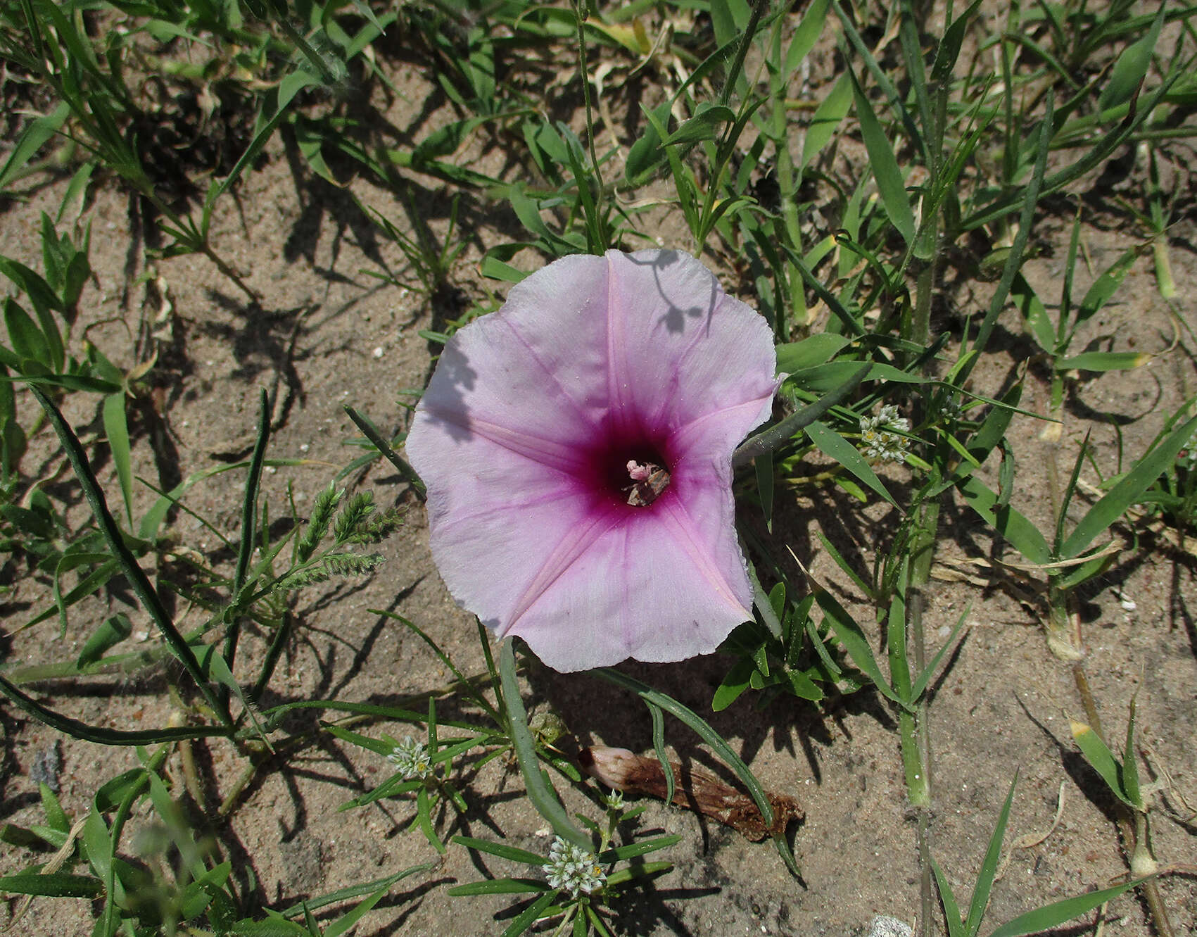 Слика од Ipomoea bolusiana Schinz