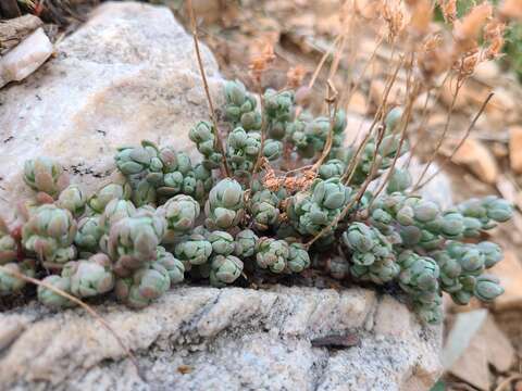 Sivun Sedum debile S. Wats. kuva