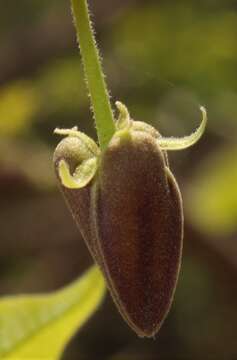 Plancia ëd Miliusa tomentosa (Roxb.) J. Sinclair