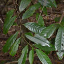 Image of Myristica globosa subsp. muelleri (Warb.) W. J. J. O. de Wilde