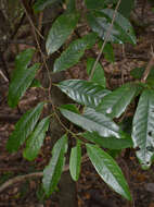 Image of Myristica globosa subsp. muelleri (Warb.) W. J. J. O. de Wilde