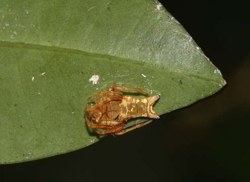 Image of Arkys furcatus (Balogh 1978)