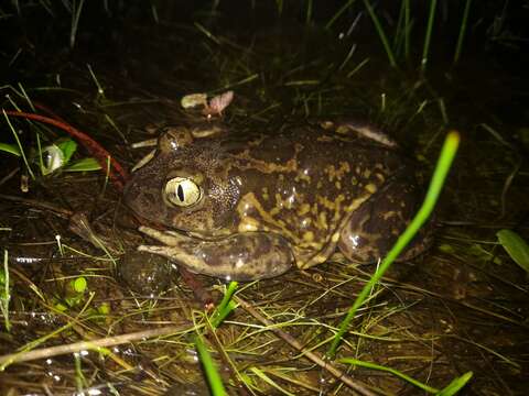 Image of Iberian Spadefoot Toad