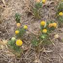 Image of South American rubberweed