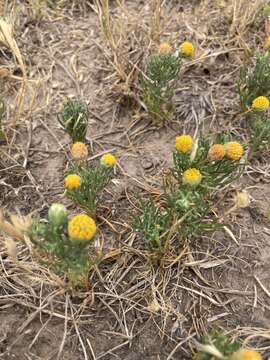 Image of South American rubberweed