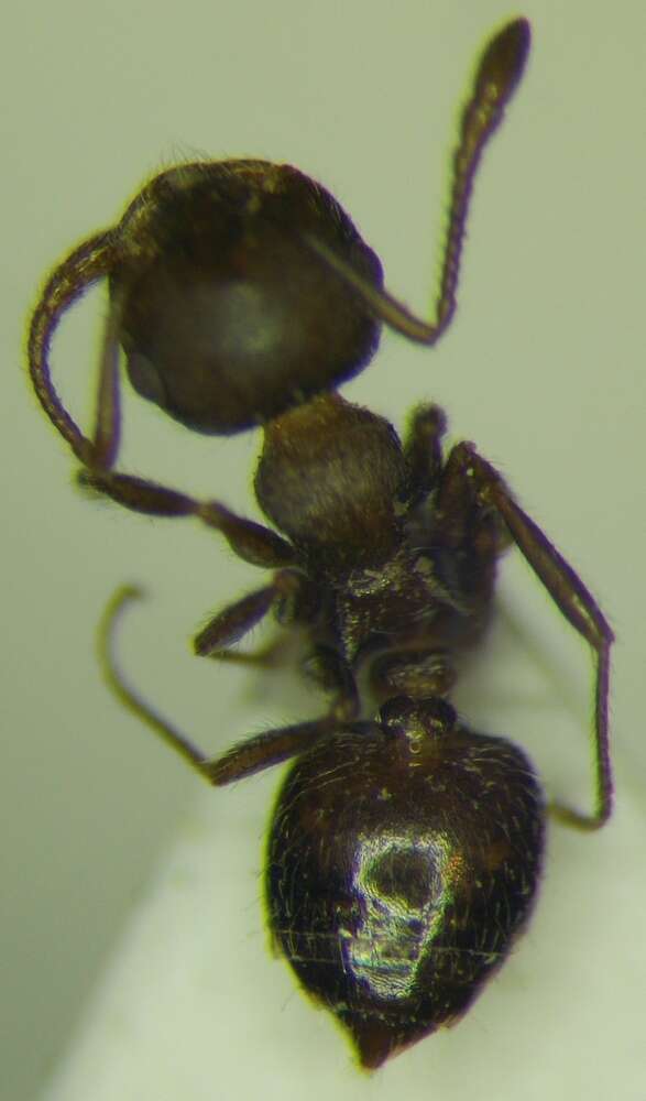 Image of Crematogaster opaca Mayr 1870