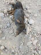 Image of Yucatan Small-eared Shrew