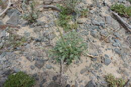 Image of Reseda aucheri Boiss.