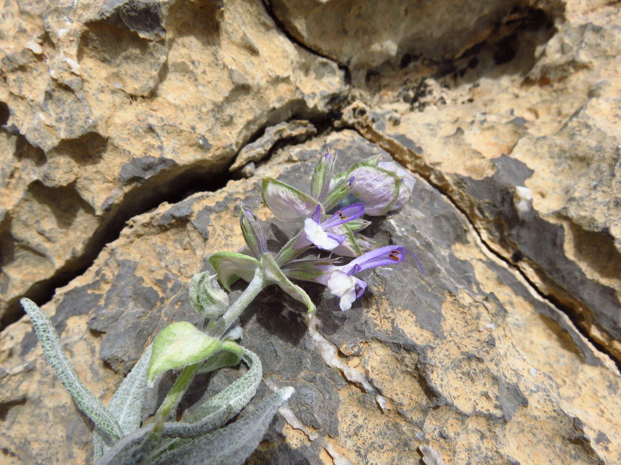 Image of Salvia mirzayanii Rech. fil. & Esfand.