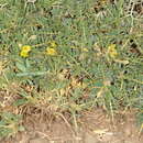 Image of Astragalus ibrahimianus Maire