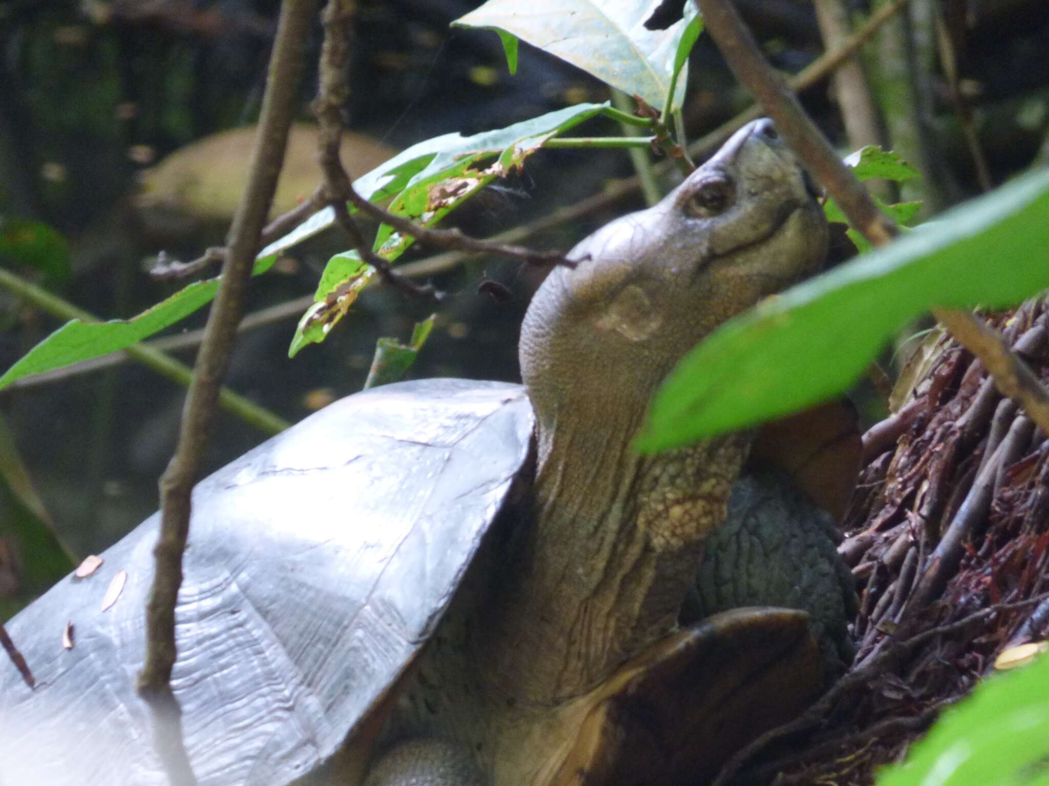 Image of Giant Asian Pond Turtle