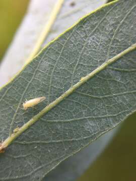 Cacopsylla curta (Tuthill 1943) resmi