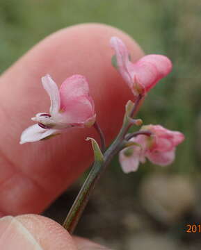 Image of Cysticapnos pruinosa (Bernh.) Lidén