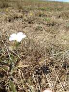 Image of largeflower linanthus