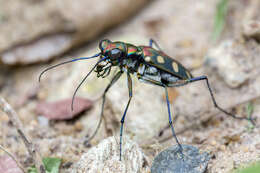 Imagem de Cicindela (Cosmodela) aurulenta Fabricius 1801