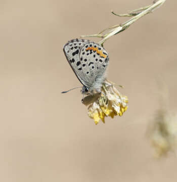 Image of Smith's blue butterfly