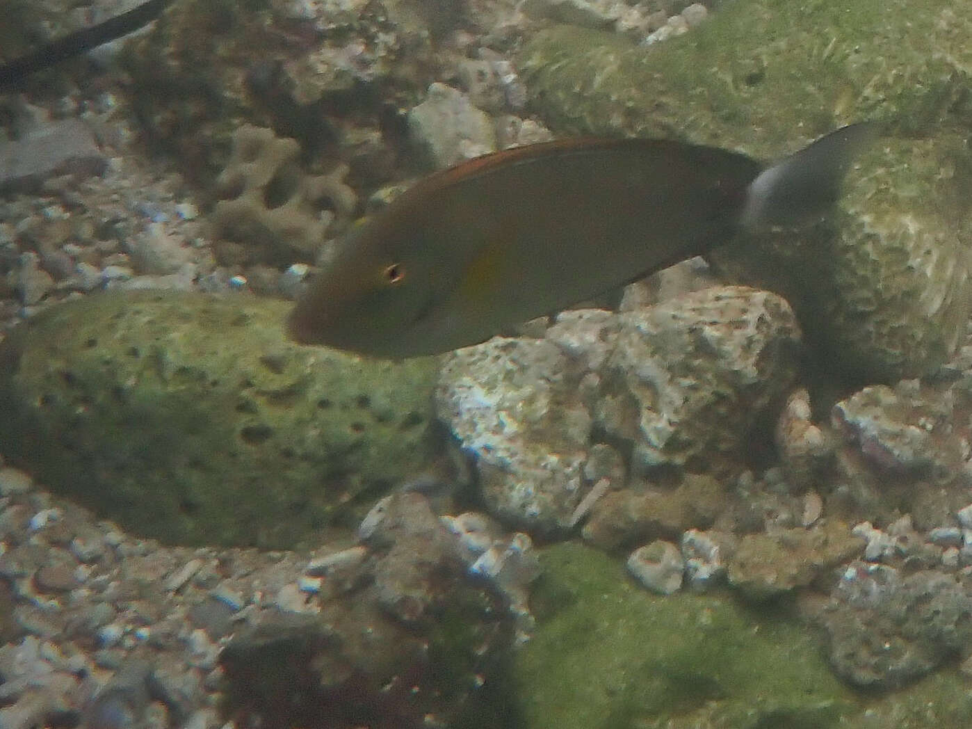 Image of Orange socket surgeonfish