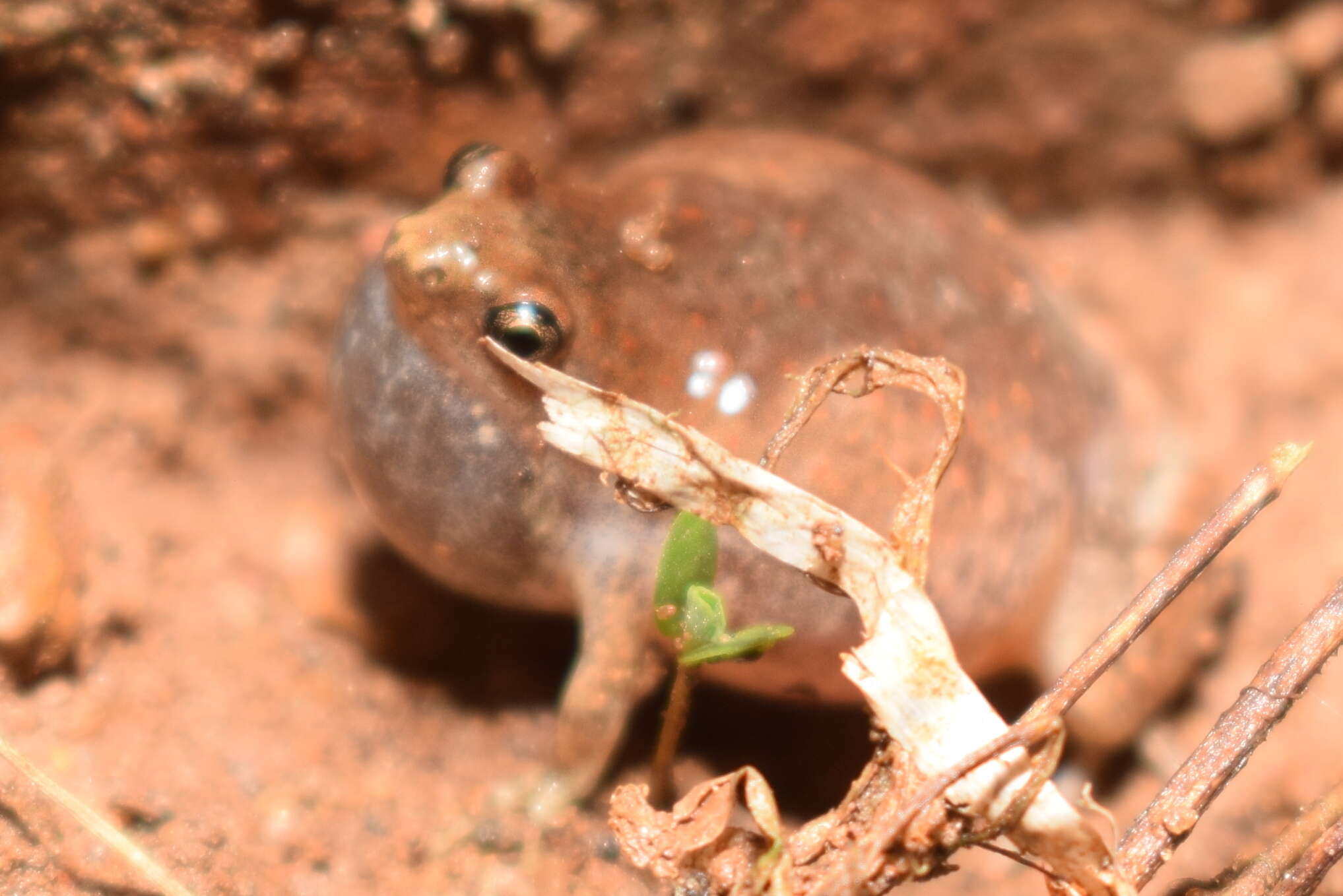 Image of Microhyla nilphamariensis Howlader, Nair, Gopalan & Merilä 2015