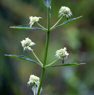 Image of clustered bushmint