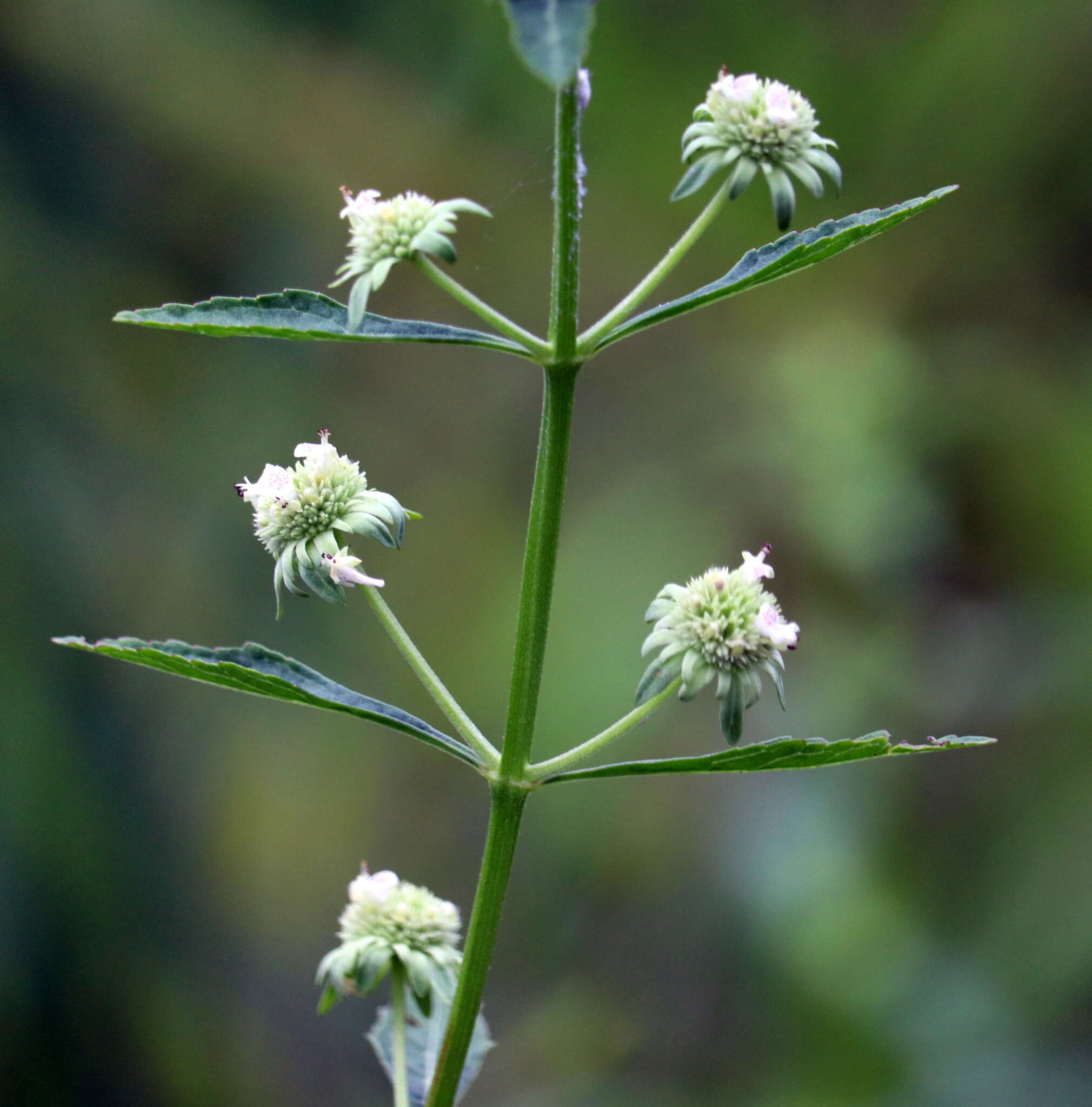 Image of clustered bushmint