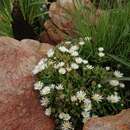 Delosperma gautengense H. E. K. Hartmann resmi