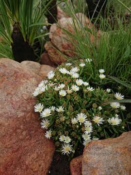 Image of Delosperma gautengense H. E. K. Hartmann