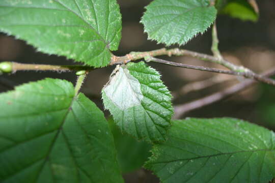 Image de Phyllonorycter coryli (Nicelli 1851)