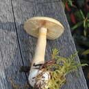 Слика од Cortinarius pinophilus Soop 1993