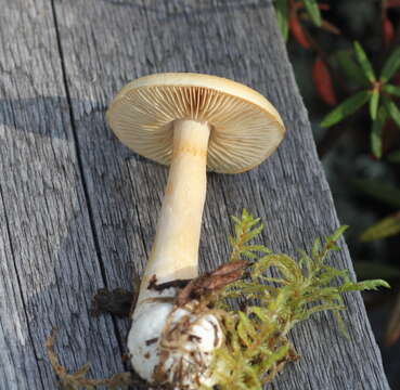 Слика од Cortinarius pinophilus Soop 1993