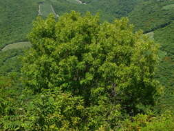 Image of Fraxinus purpusii Brandegee