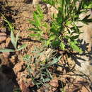 Image of Pelargonium longifolium (Burm. fil.) Jacq.