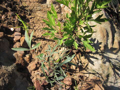 Image of Pelargonium longifolium (Burm. fil.) Jacq.