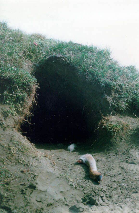 Image of Tundra Wolf