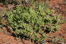 Imagem de Delosperma vernicolor L. Bol.