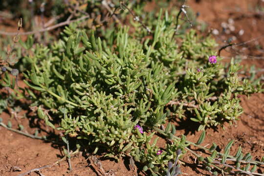 Delosperma vernicolor L. Bol. resmi