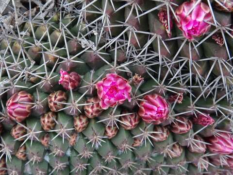 Image of Mammillaria melanocentra Poselg.